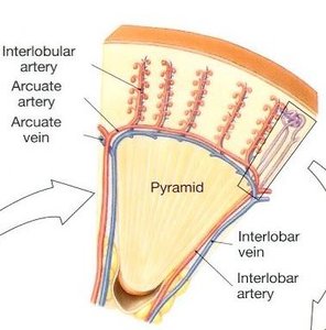 Blood supply through the kidney, showing arteries and veins