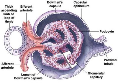Detailed structure of the glomerulus and Bowman's capsule