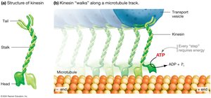 Diagram showing kinesin motor protein moving a vesicle along a microtubule track.