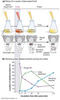Pulse-chase experiment showing protein movement through the secretory pathway.