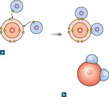 Formation of water molecule by polar covalent bonds