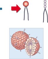 Phospholipid structure and micelle formation