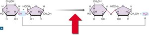 Dehydration synthesis reaction forming sucrose