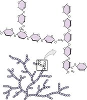 Structure of glucose and polysaccharides