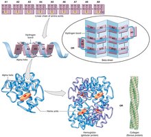 Levels of protein structure