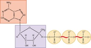 Structure of ATP molecule