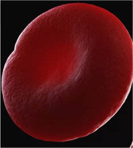 Biconcave disc structure of erythrocyte