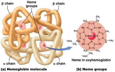 Hemoglobin molecule with heme groups