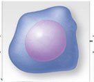 Stages of erythropoiesis