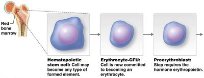Regulation of erythropoiesis by erythropoietin
