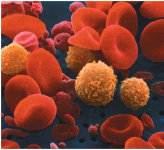 Blood smear showing erythrocytes and leukocytes