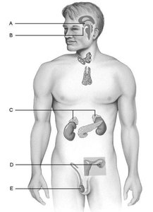 Diagram of endocrine glands in the human body