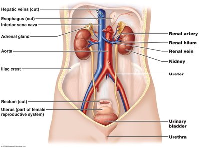 Position of the kidneys against the posterior body wall