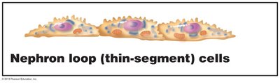 Nephron loop (thin-segment) cells