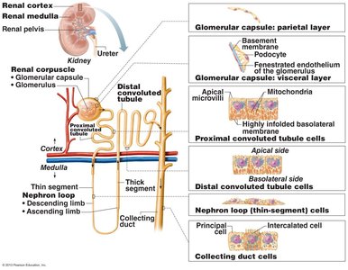 Location and structure of nephrons