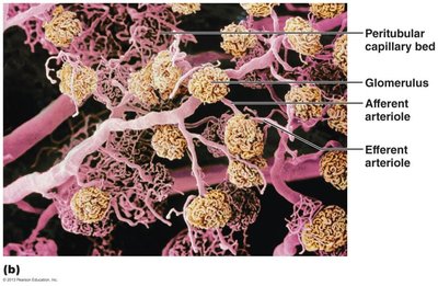 Blood vessels of the renal cortex