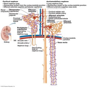 Blood vessels of cortical and juxtamedullary nephrons