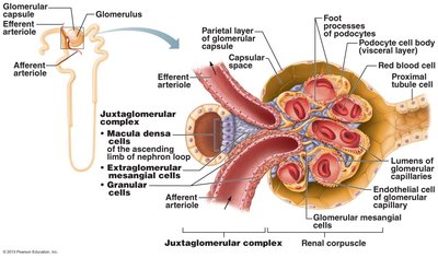 Juxtaglomerular complex (JGC) of a nephron