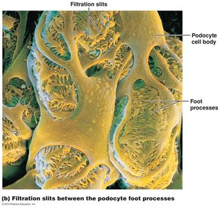 The filtration membrane