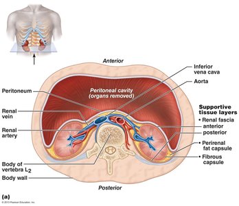 Cross-sectional view of kidney supportive tissue layers