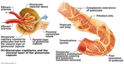 The filtration membrane