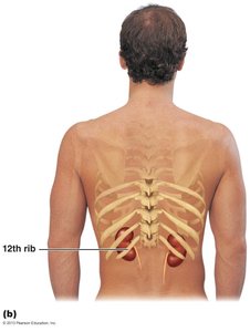 Posterior view showing kidney location relative to ribs