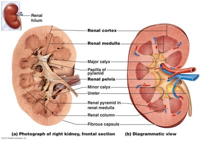 Internal anatomy of the kidney
