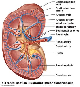 Major blood vessels of the kidney