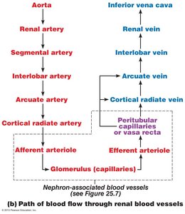Path of blood flow through renal blood vessels