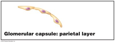 Glomerular capsule: parietal layer