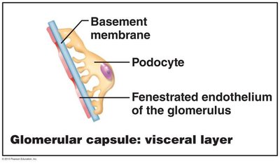 Glomerular capsule: visceral layer