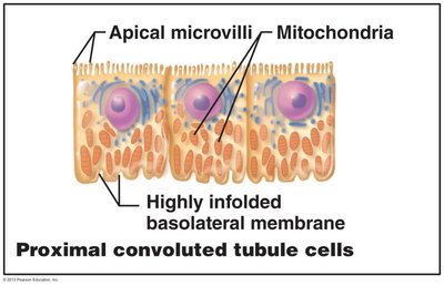Proximal convoluted tubule cells