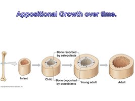 Appositional growth over time