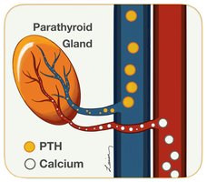 Parathyroid gland and calcium regulation
