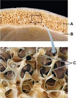 Microscopic structure of spongy bone