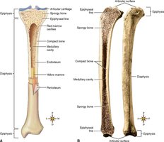 Structure of a long bone