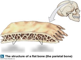 Structure of a flat bone