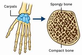 Short bones (carpals) and their structure