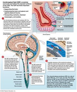 Summary of CSF functions and movement