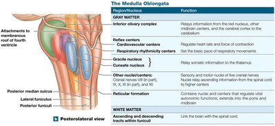Medulla oblongata structure and nuclei