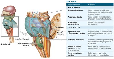 Pons structure and nuclei