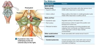 Midbrain structure and nuclei