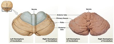 Cerebellum structure and lobes