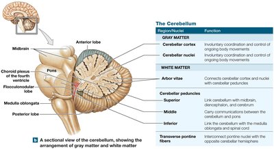 Cerebellum gray and white matter