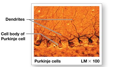 Purkinje cells in the cerebellar cortex
