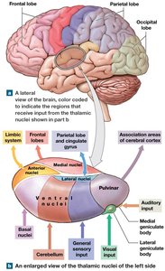 Thalamic nuclei and their connections