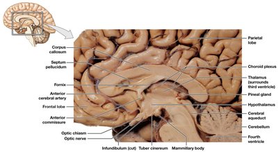 Hypothalamus and adjacent brain structures