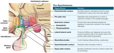 Hypothalamic nuclei and functions