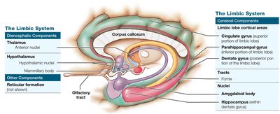 Limbic system structure and components