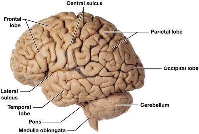 Lateral view of the brain showing lobes and sulci